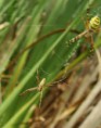 /album/araneidae/argiope-bruennichi-jpg/